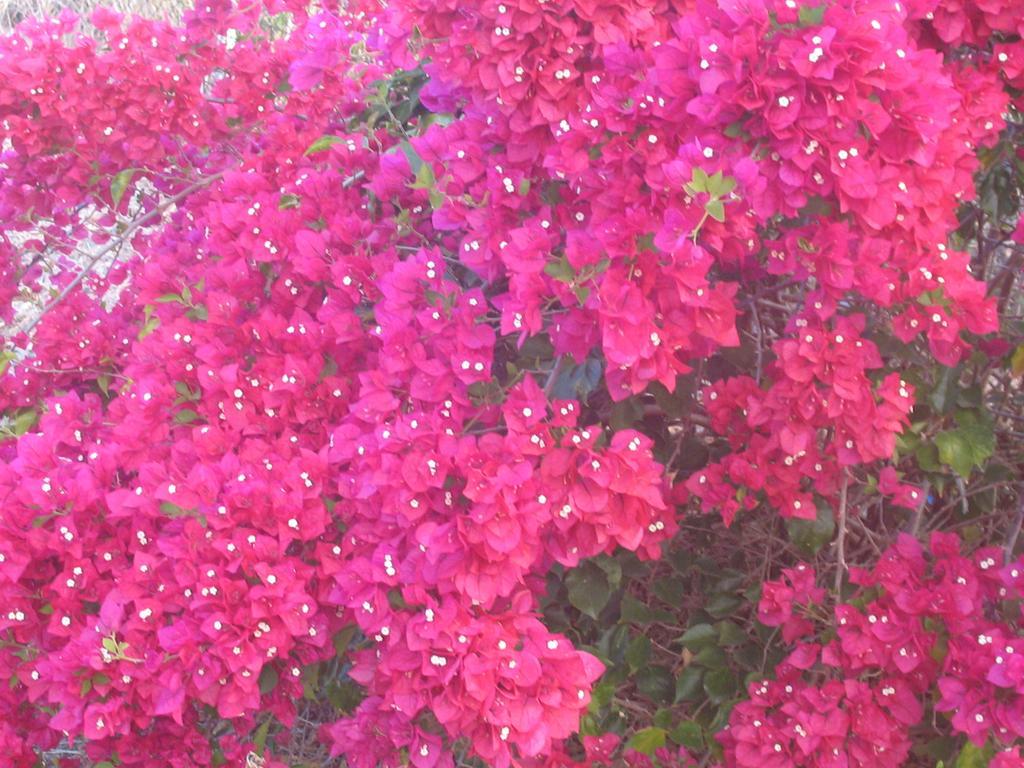 Austin Heights - Kaikoura Bed and Breakfast Buitenkant foto